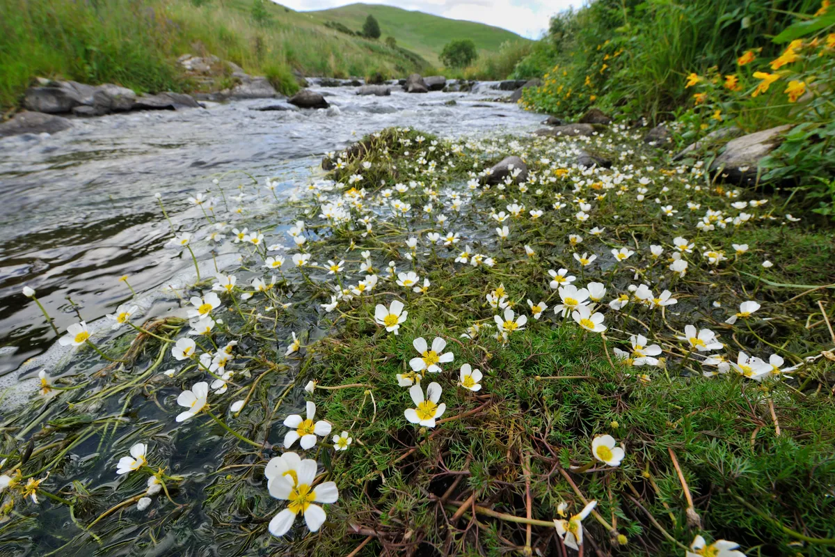 White and yellow flowers on the edge of stream.