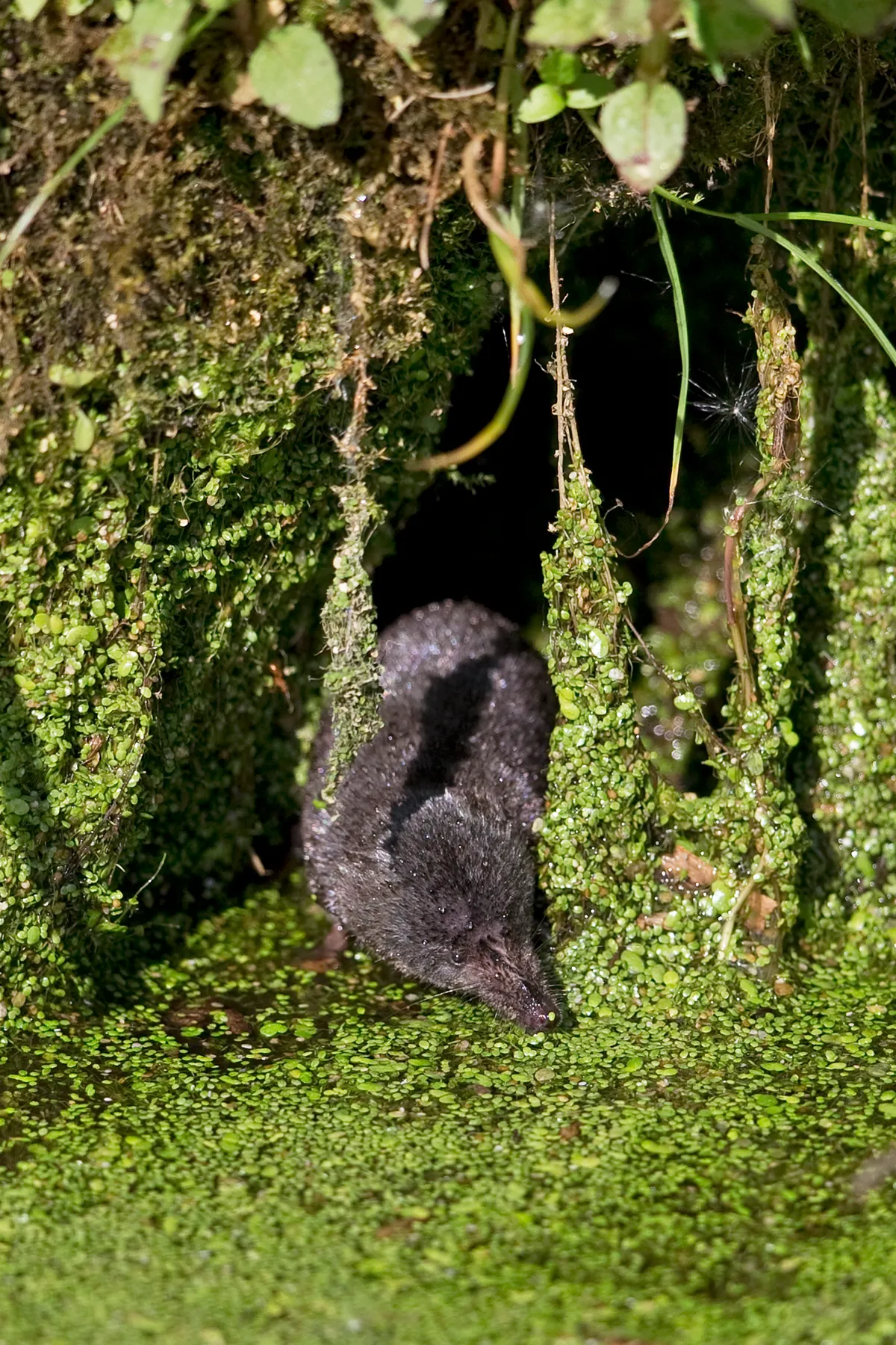 A dark coloured shrew entering water, surrounded by algae.