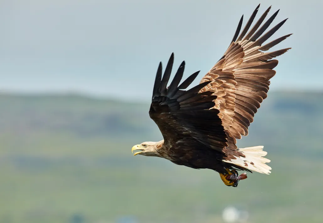 White-tailed eagle guide: what they eat, why they went extinct in