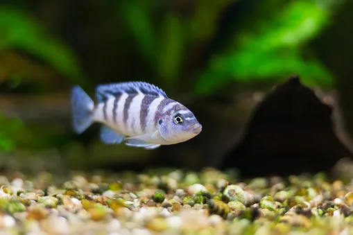 Can fish count? - Discover Wildlife