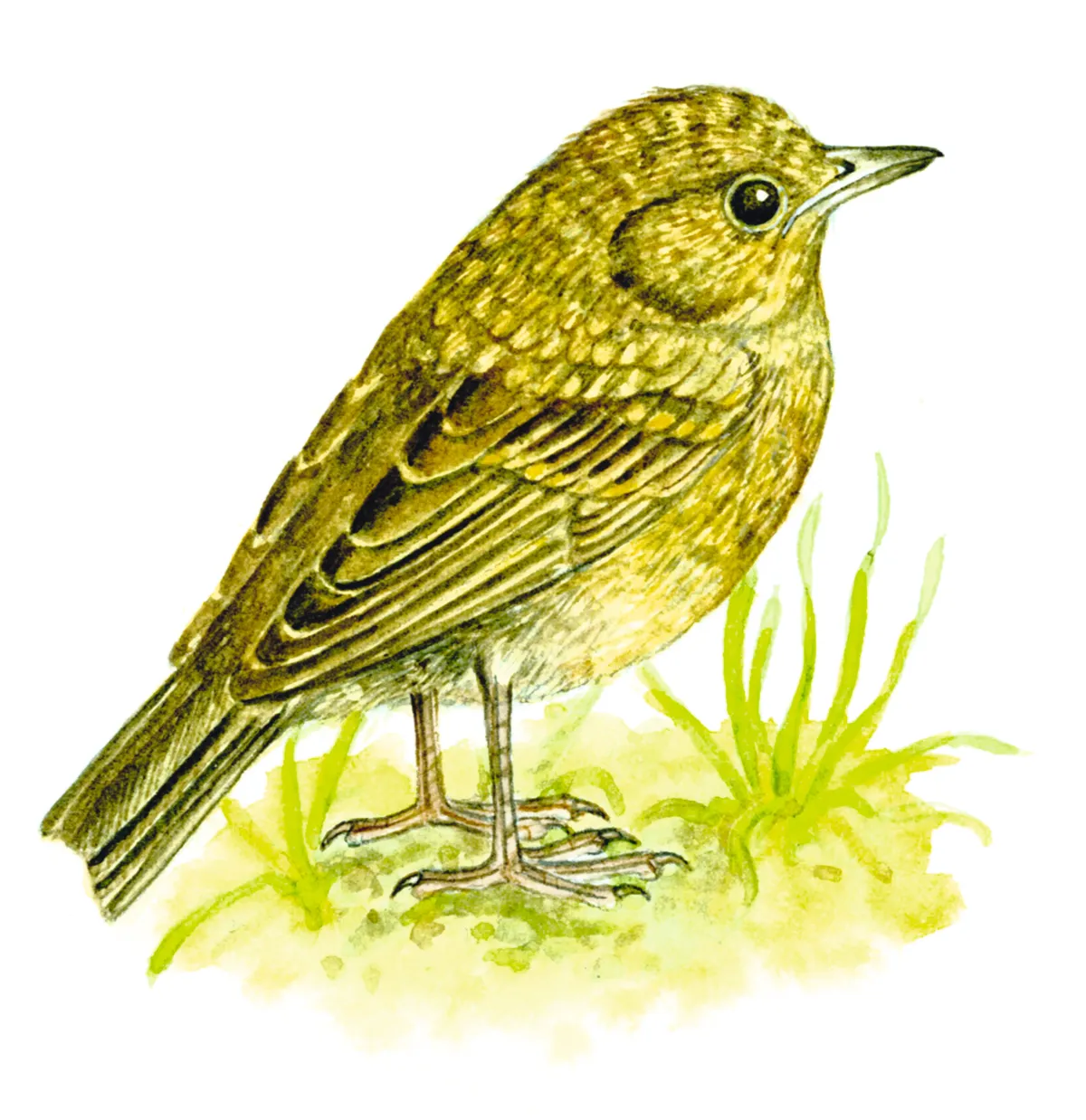Illustration of a juvenile blackbird.