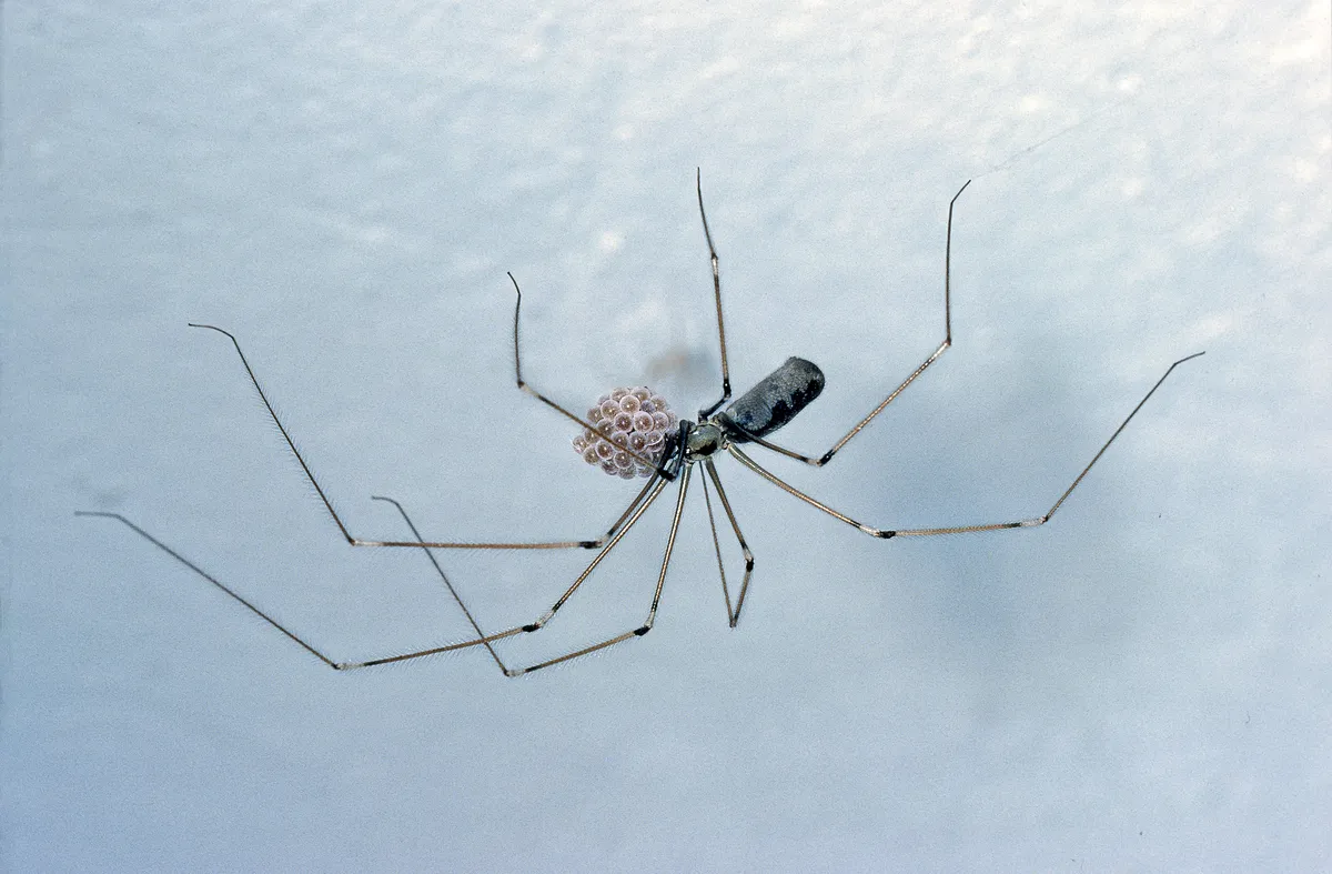 A female cellar spider carrying her eggs. 