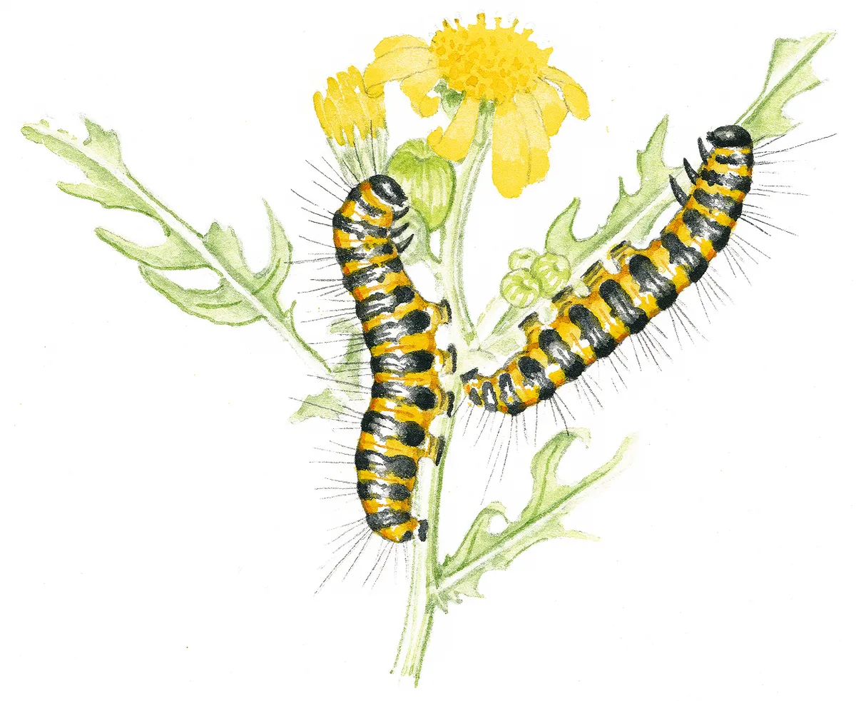 Illustration of cinnabar moth caterpillars.