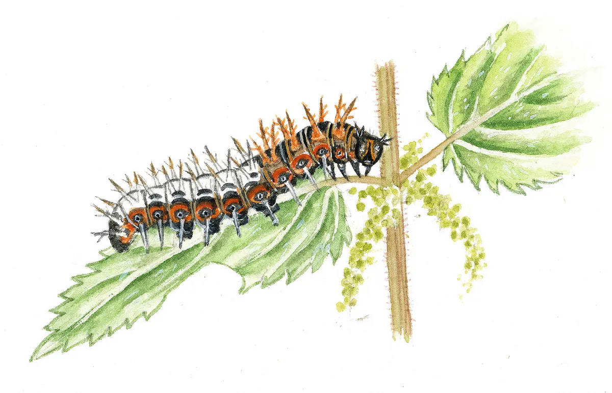 Illustration of a comma butterfly caterpillar.