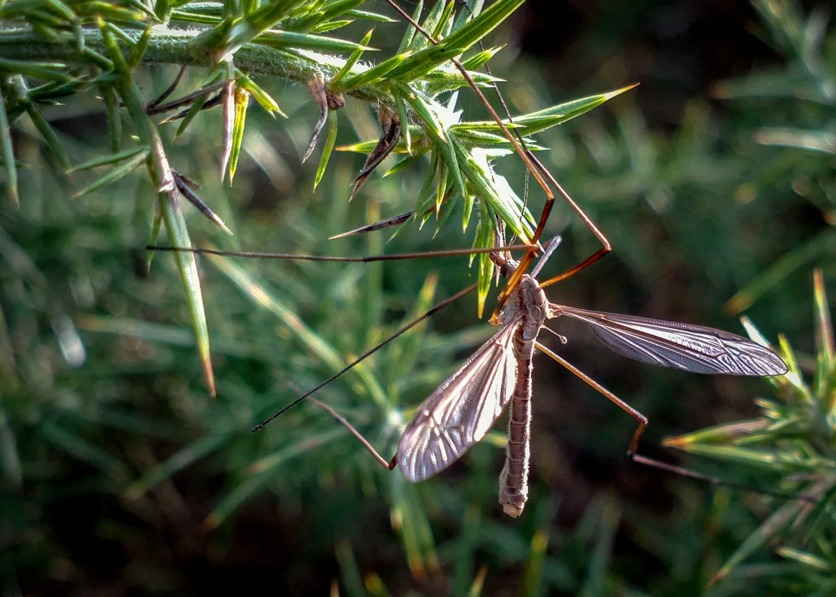 A cranefly resting on a plant