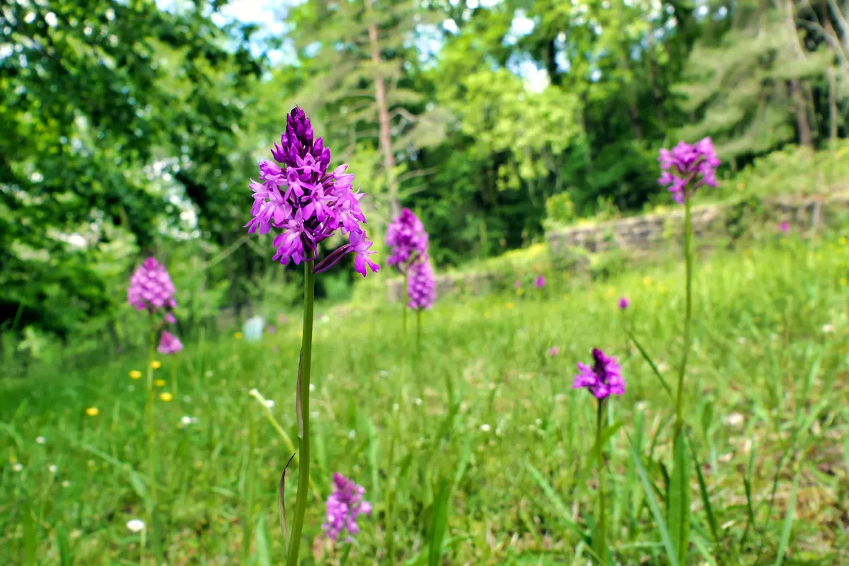 Pyramidal orchid growing wild in a meadow. © PlazacCameraman/Getty