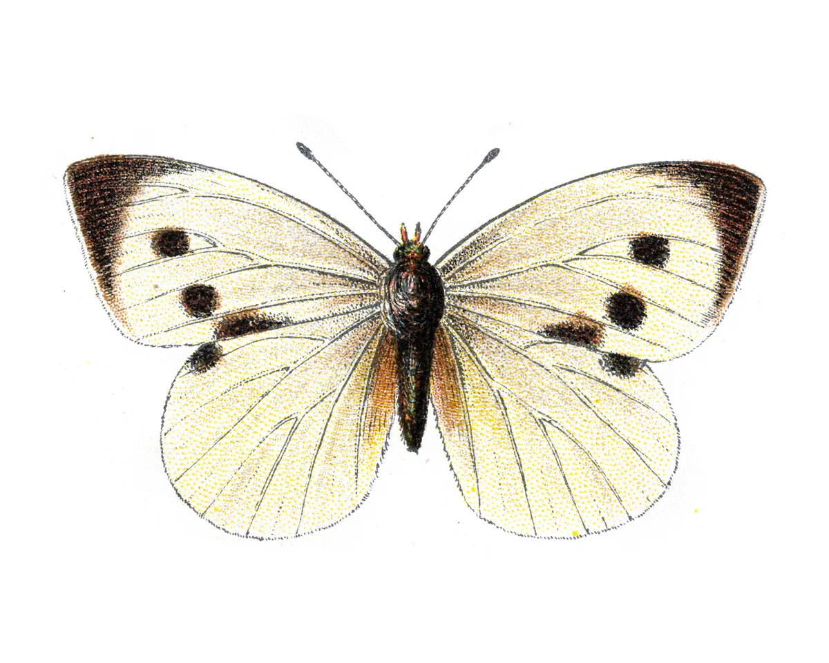 Vintage illustration of a large white butterfly.