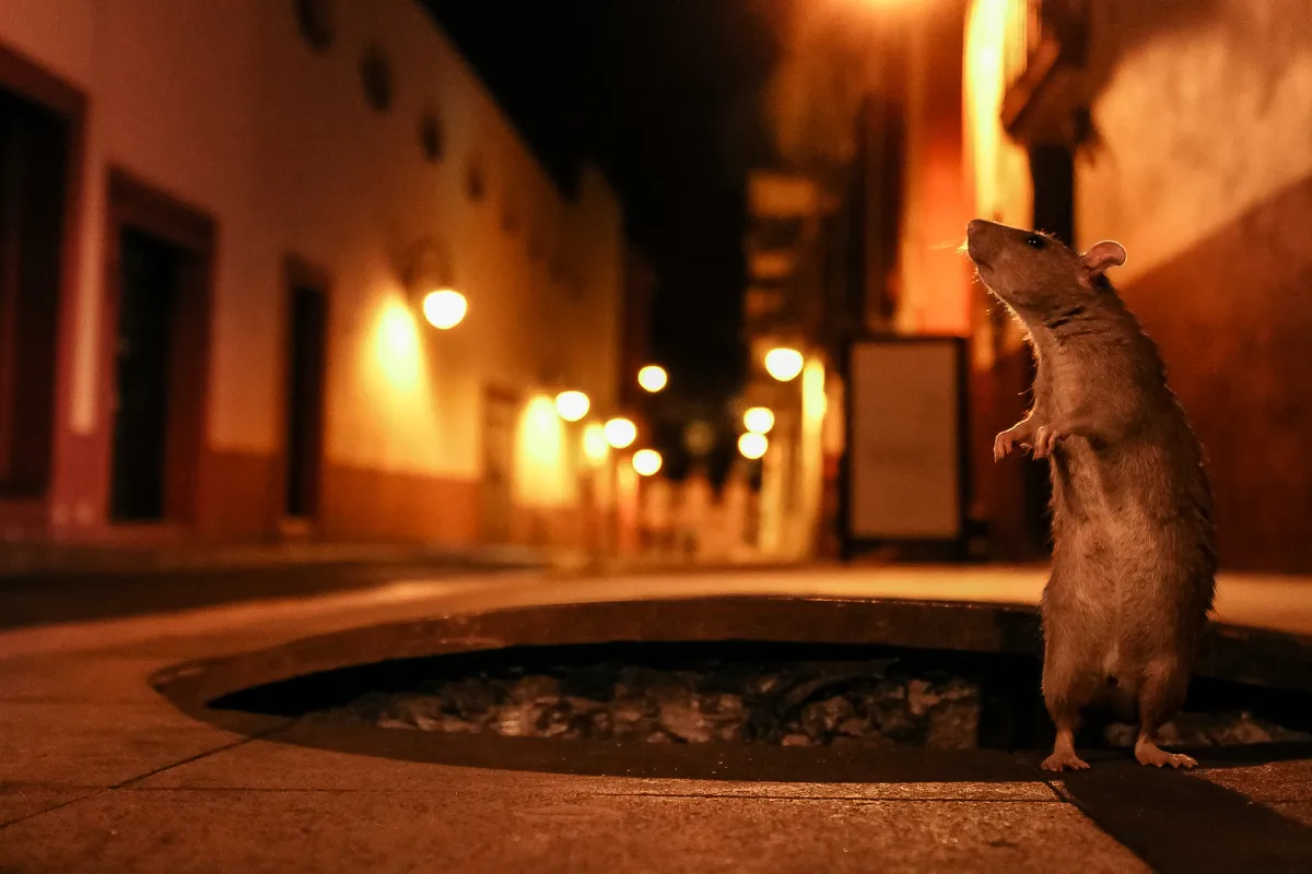 An adult rat stands by a man hole in a nightlit Mexican street sniffing the air on its hind legs