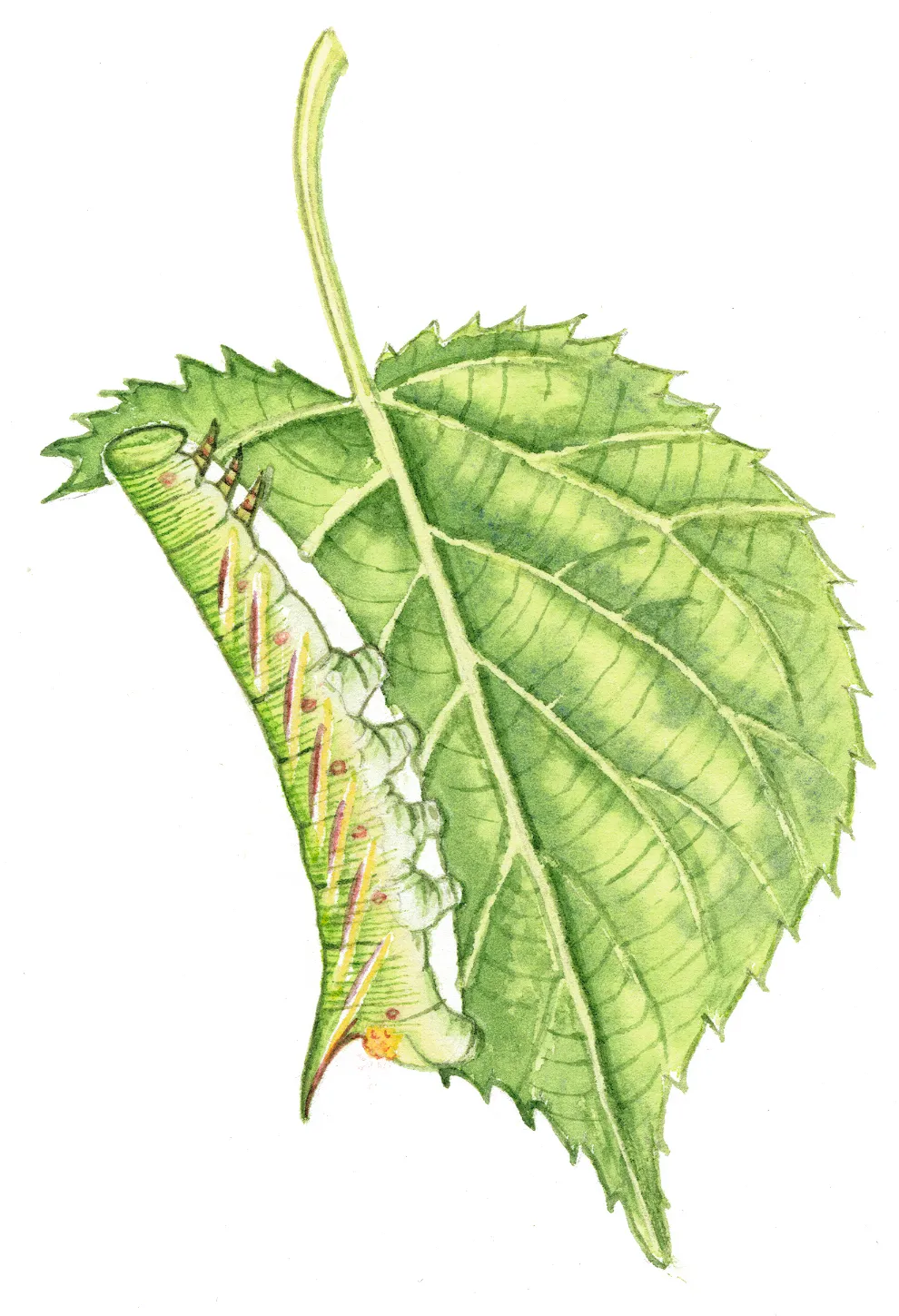 Illustration of a lime hawk-moth caterpillar.