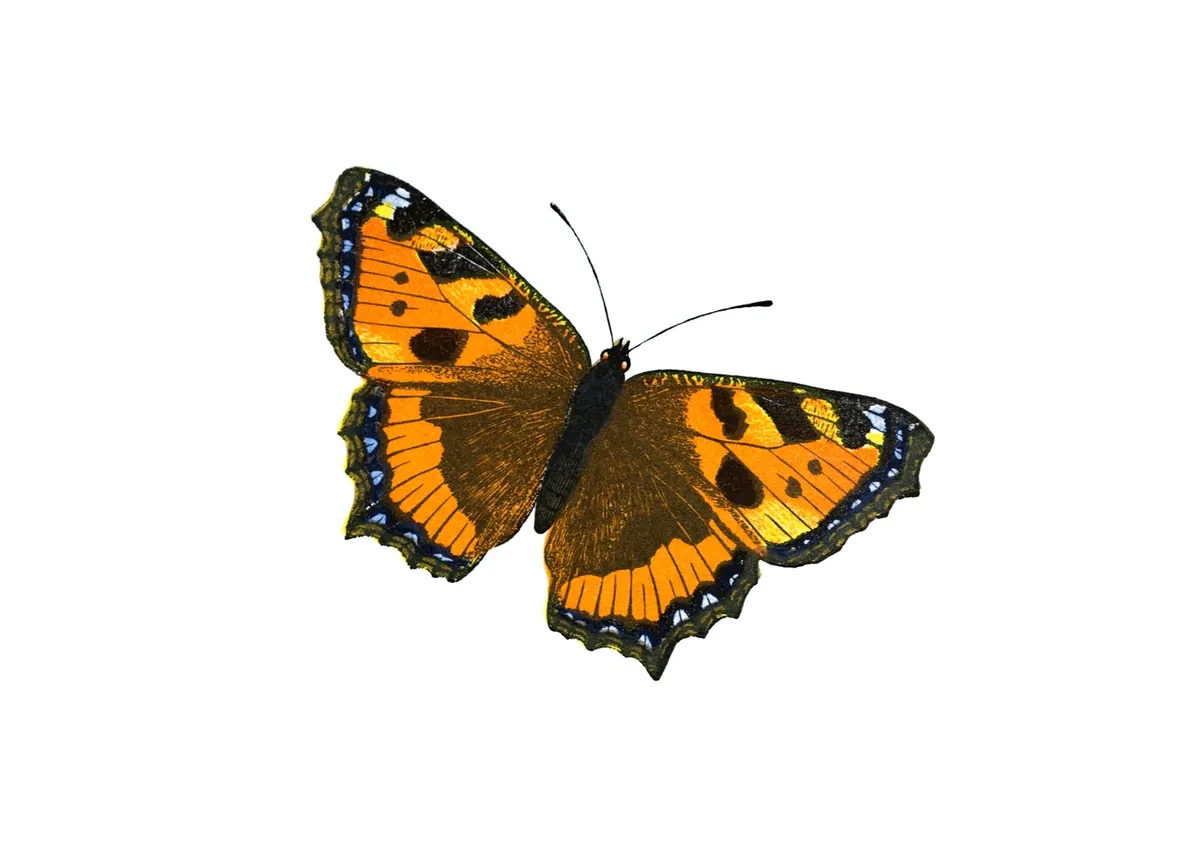 Hand-coloured engraving of a small tortoiseshell butterfly.
