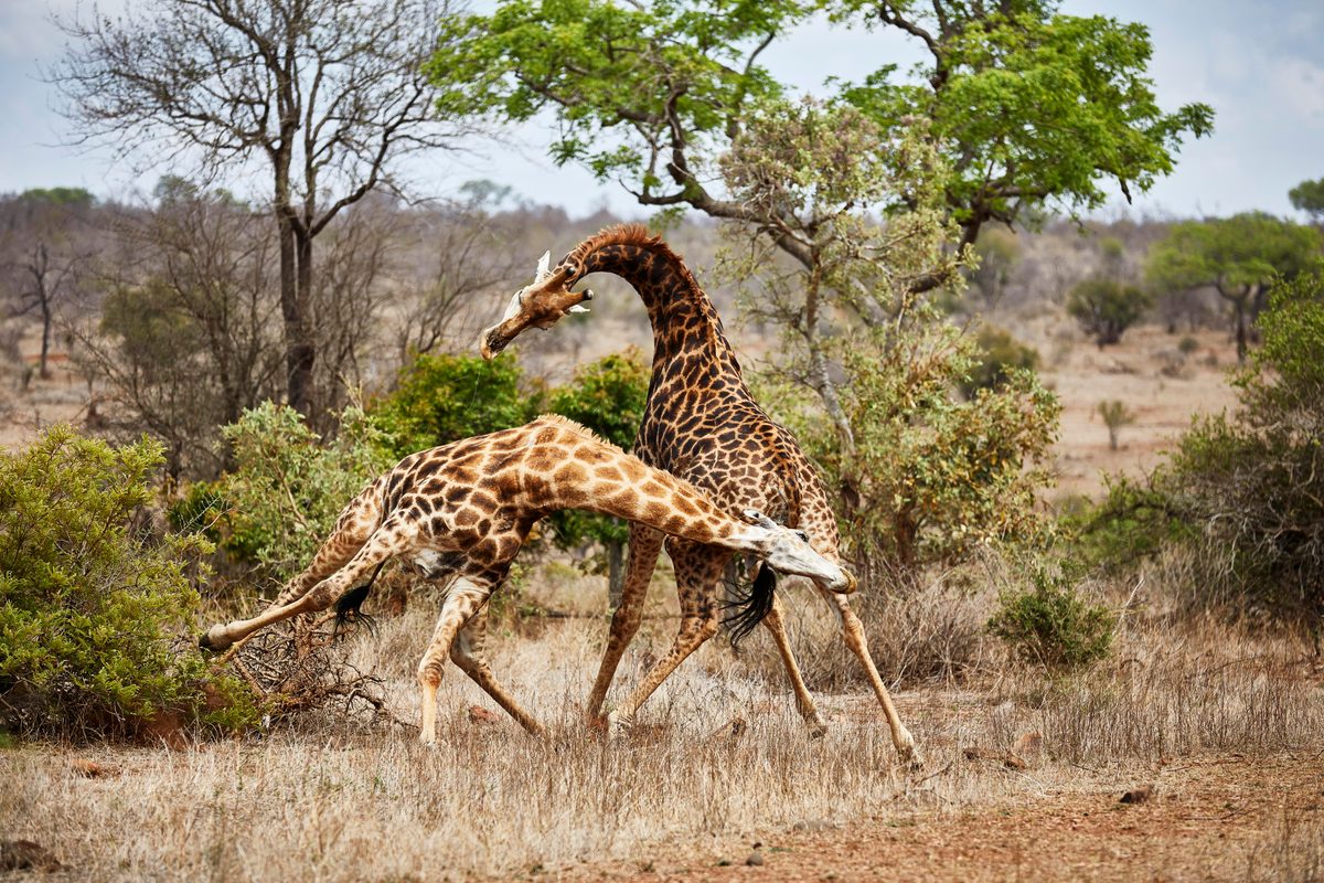 Why do giraffes have long necks? - Discover Wildlife