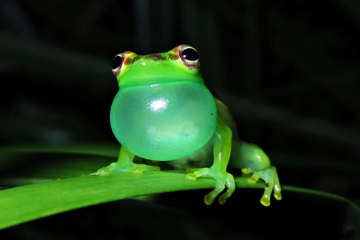 A green frog perched on a green stem