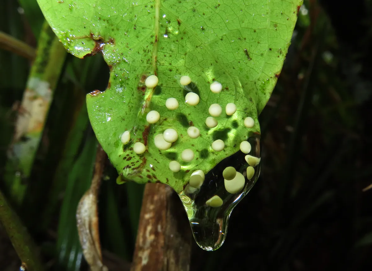 A clump of jelly with white eggs inside, attached to a leaf