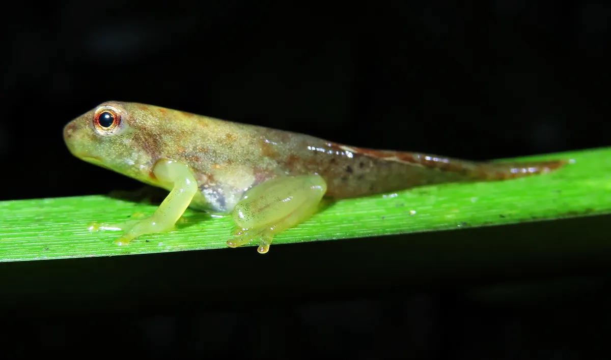 A juvenile frog with much of the features of an adult frog but still retaining a tail