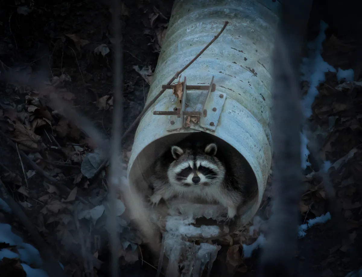 A red panda peeks out from a large drain pipe