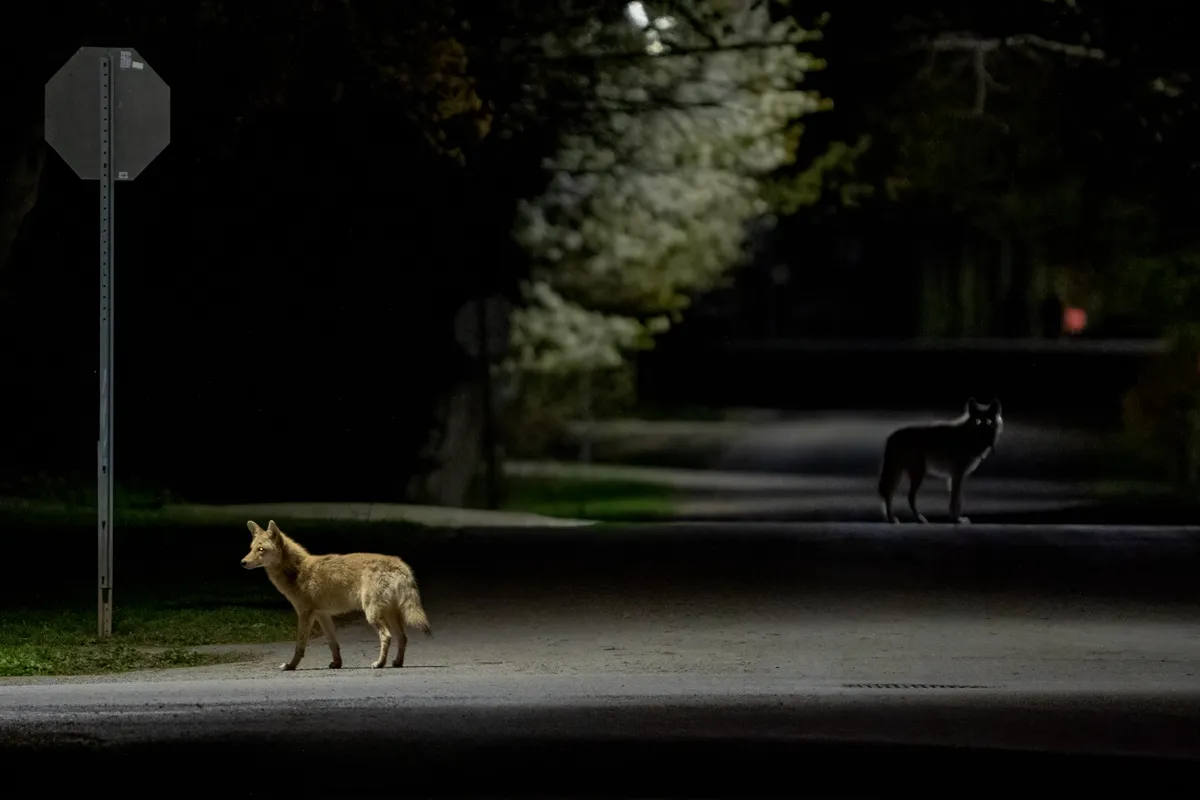 Two coyotes in an urban street at night