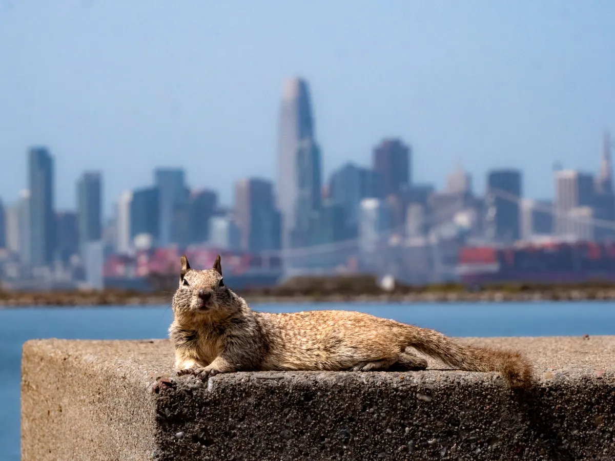 A ground squirrel lays in the sun the San Francisco Bay and City in the background
