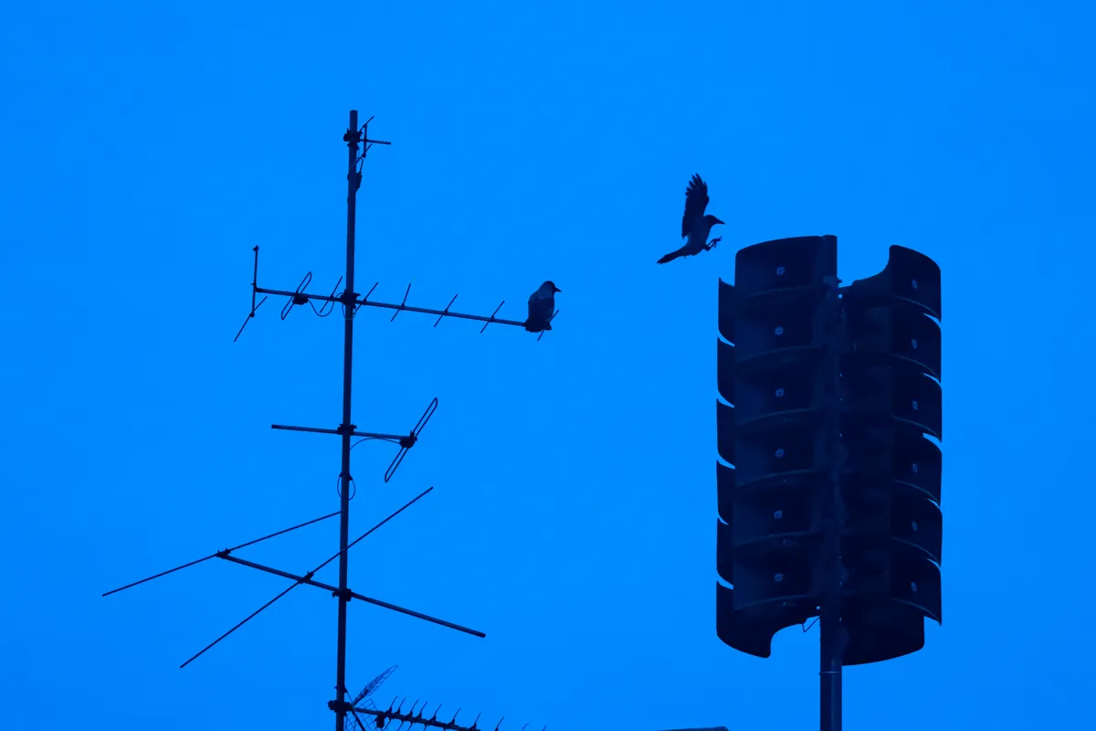 Crows in an urban environment flying from an antenna to a public announcement system silhouetted against an electric blue sky