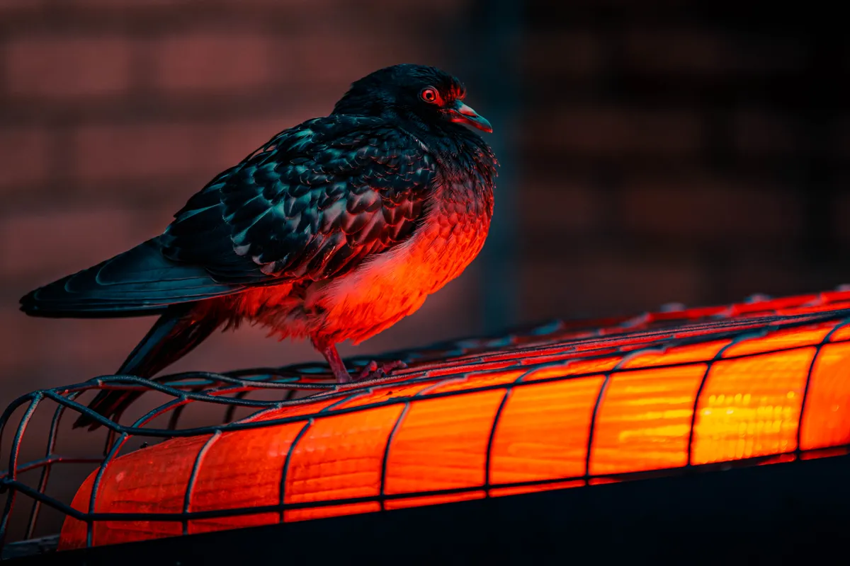 A pigeon perched on a red factory bulb during city wintertime