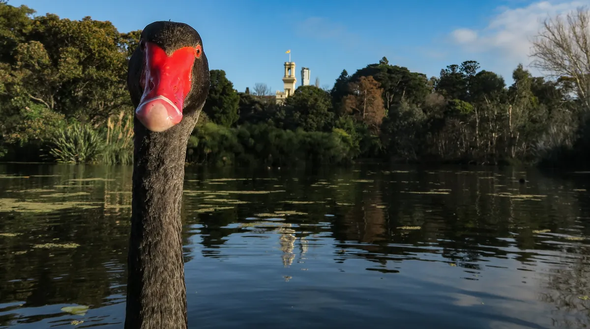 A red-billed duck looks directly at the camera with a lake and castle behind it