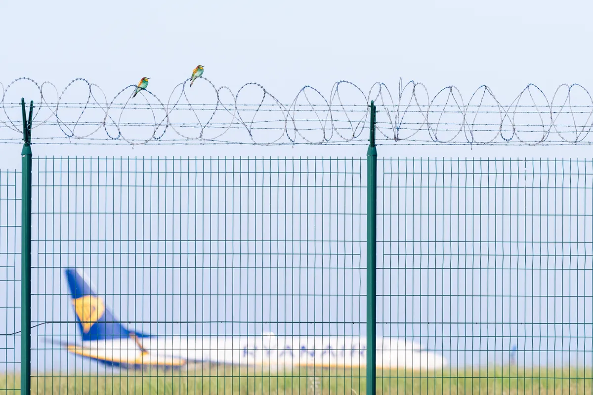 Two colourful bee eaters sit perched on a barbed wire reinfoced fence with a Ryanair plane behind it in the background