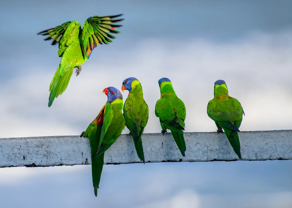 Four green rainbow lorakeets sit with their backs to the camera while one has leapt up and is flapping its wings in front of them.