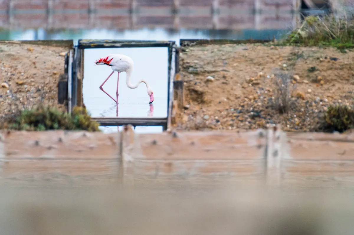 A pink flamingo stands in the background feeding on salt water framed by a wooden frame in the foreground with earth banks either side of it
