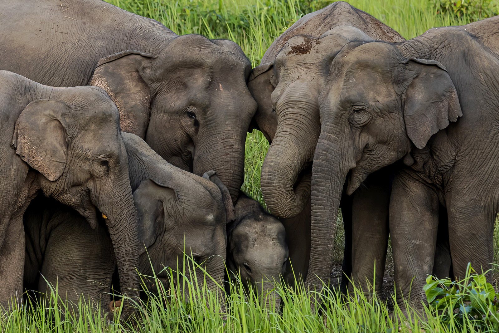 Asian elephant guide: where they're found, how long they live, and how  they're different from African elephants - Discover Wildlife