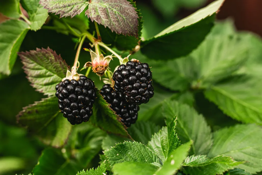 Blackberry guide: how to identify bramble, when to pick blackberries, and  recipe ideas - Discover Wildlife
