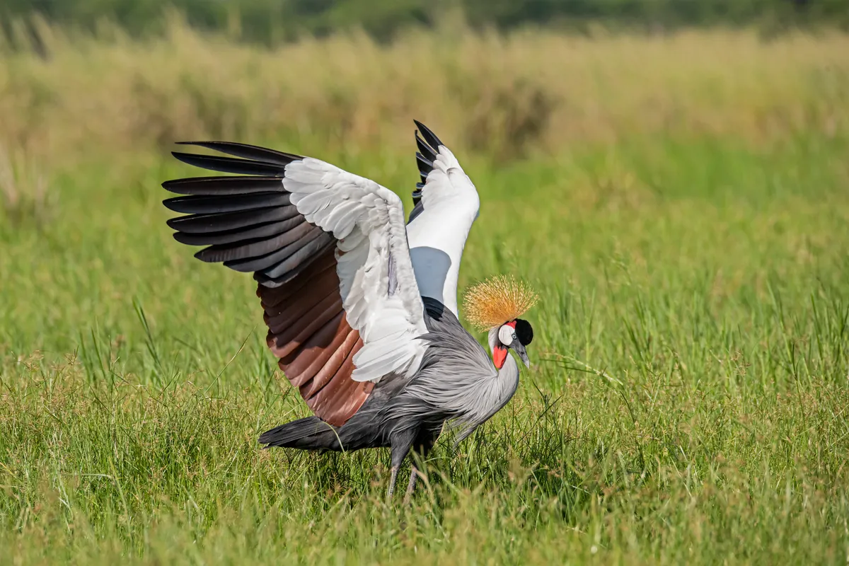 A Grey or African crowned crane