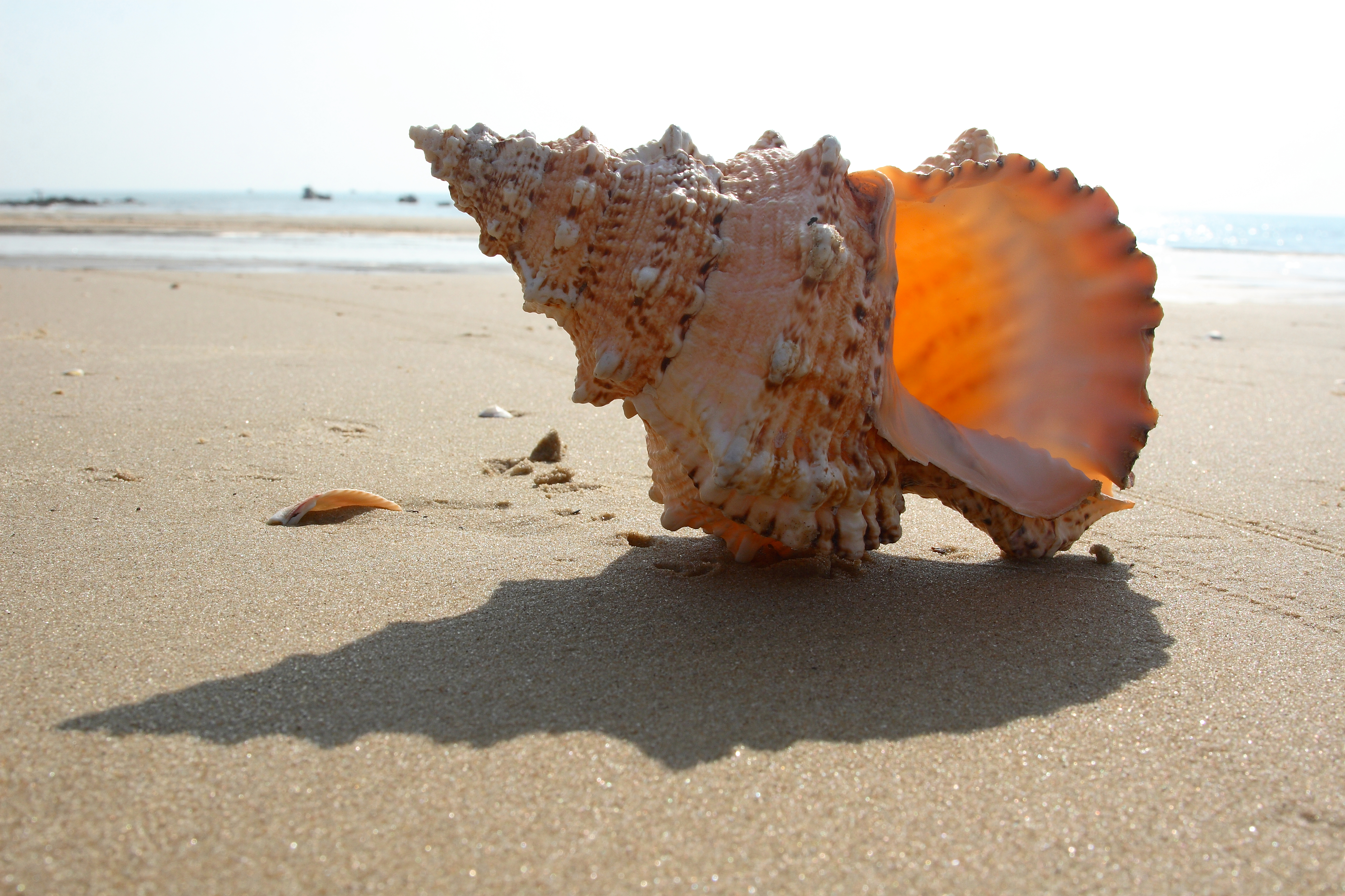 Vintage still life sea shells (9)