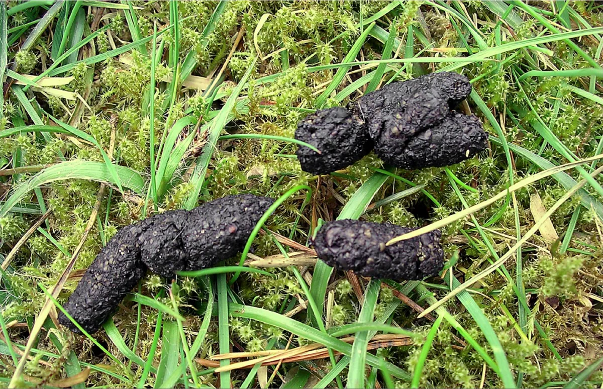 How To Identify Animal Droppings