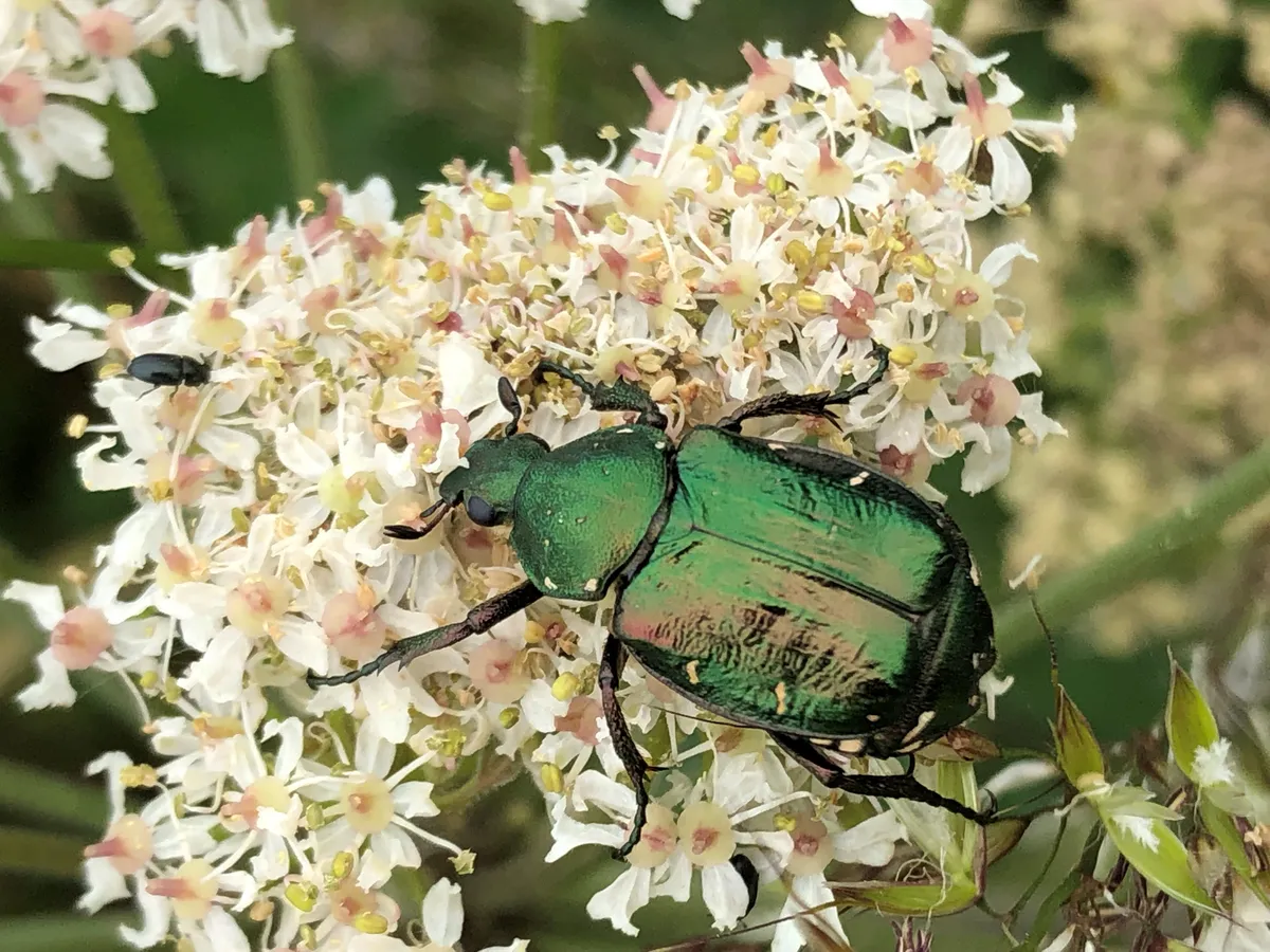 Metallic green beetle on cream-coloured flowers.