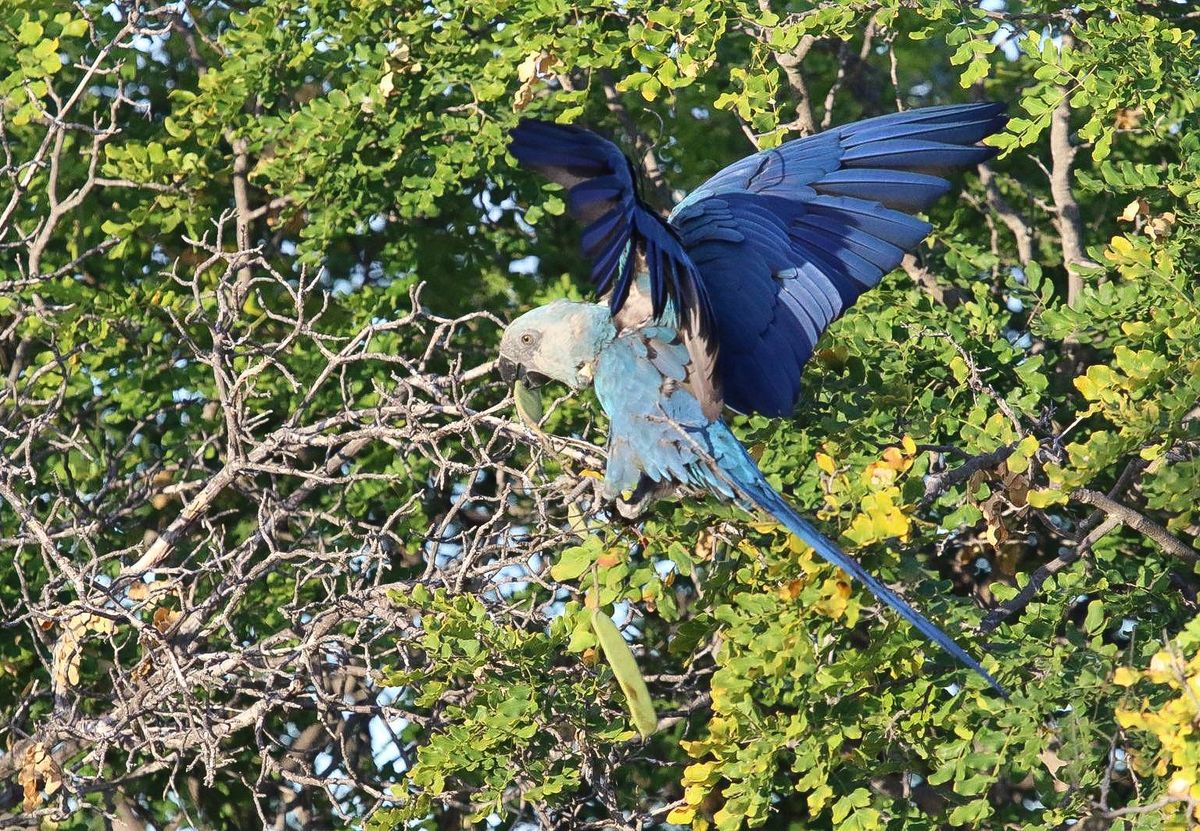 Extinct parrot from Rio makes a comeback in Brazil - Discover Wildlife