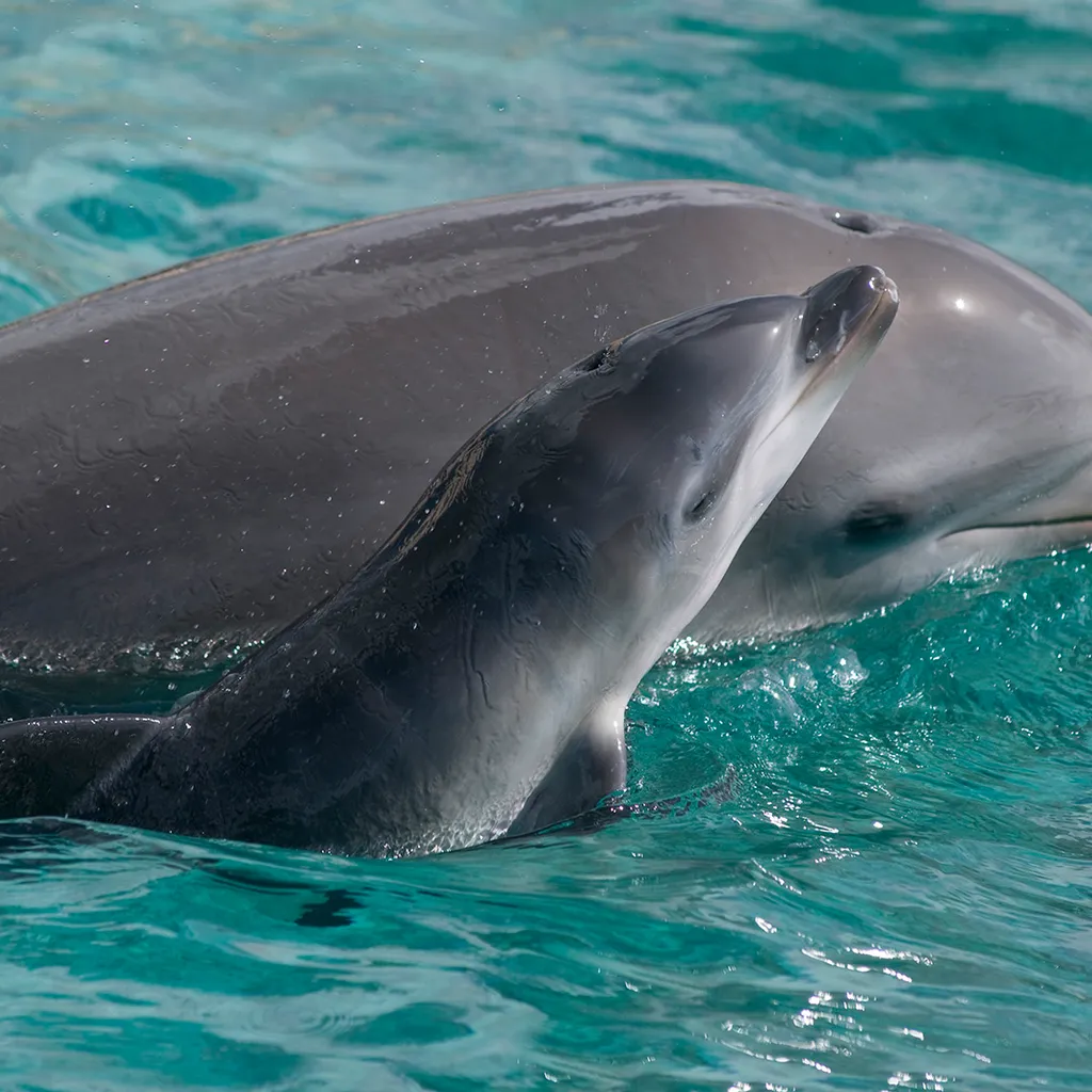 Newborn Atlantic bottlenose dolphin and mother Curacao, Netherlands Antilles.