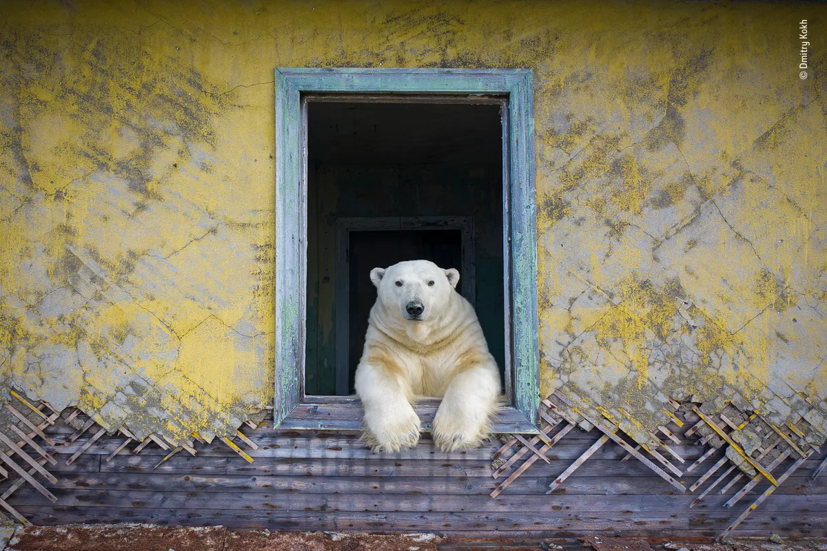 Highly commended, Animal Portraits: Polar frame by Dmitry Kokh, Russia. © Dmitry Kokh/Wildlife Photographer of the Year