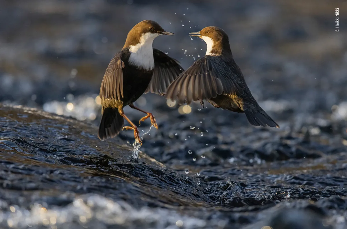 Highly commended, Behaviour: Birds – Dipper dispute by Heikki Nikki, Finland. © Heikki Nikki/Wildlife Photographer of the Year