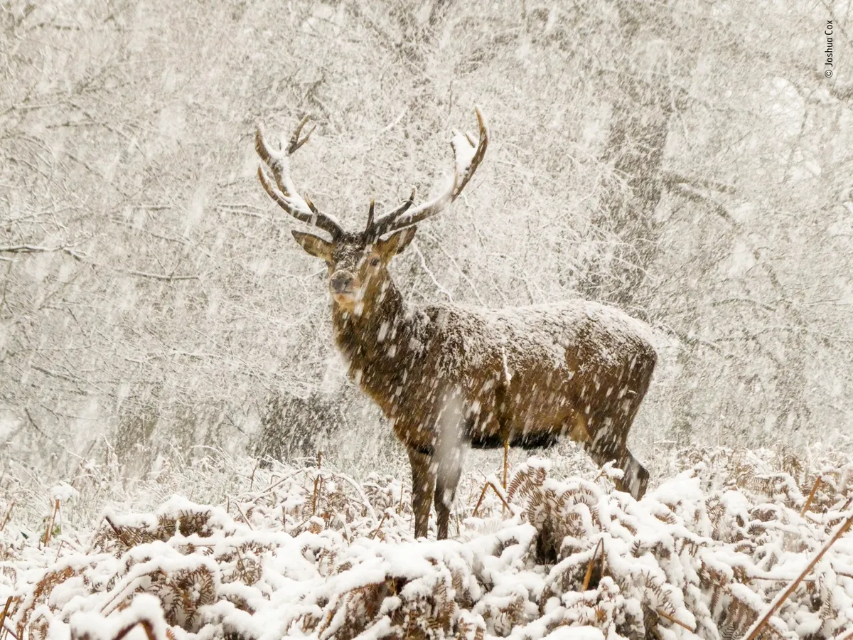 Highly commended, 10 Years and Under: The snow stag by Joshua Cox, UK. © Joshua Cox/Wildlife Photographer of the Year