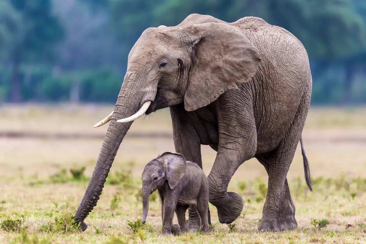 Best elephant gifts: 8 elephant-themed present ideas you can't resist -  Discover Wildlife