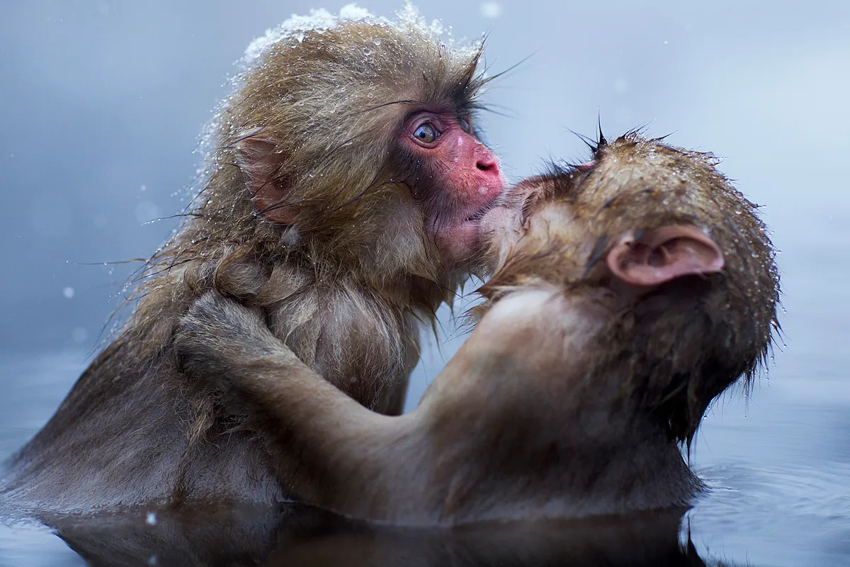 Japanese Macaque or Snow Monkey juveniles playing