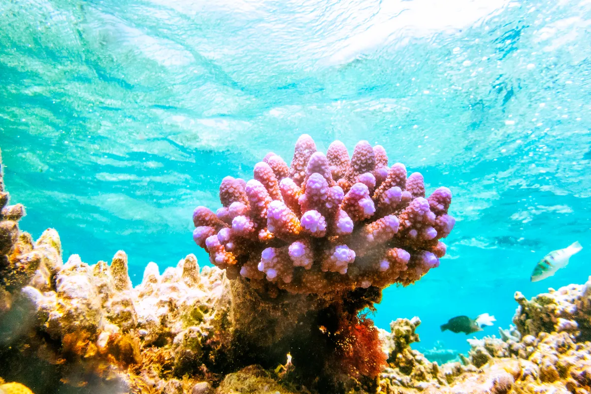Coral reefs guide: what is coral and coral bleaching, and species to spot - Discover  Wildlife
