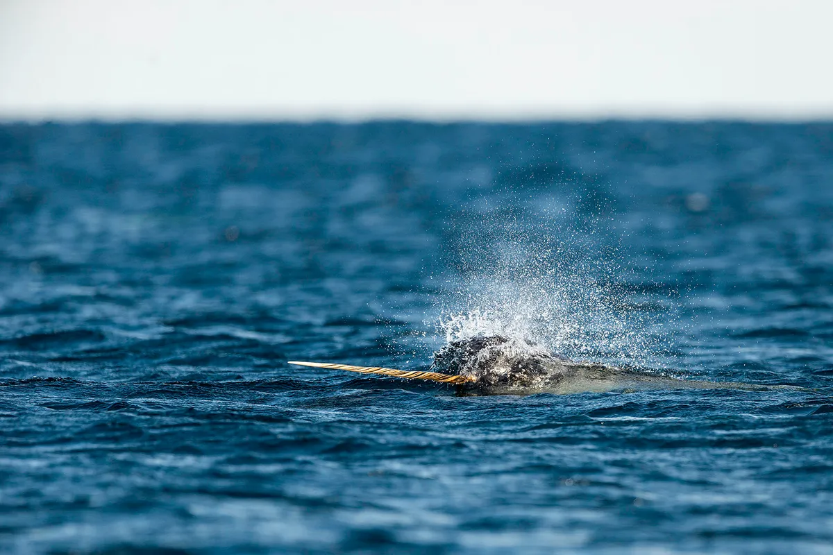 Male narwhal with its tusk out of the water