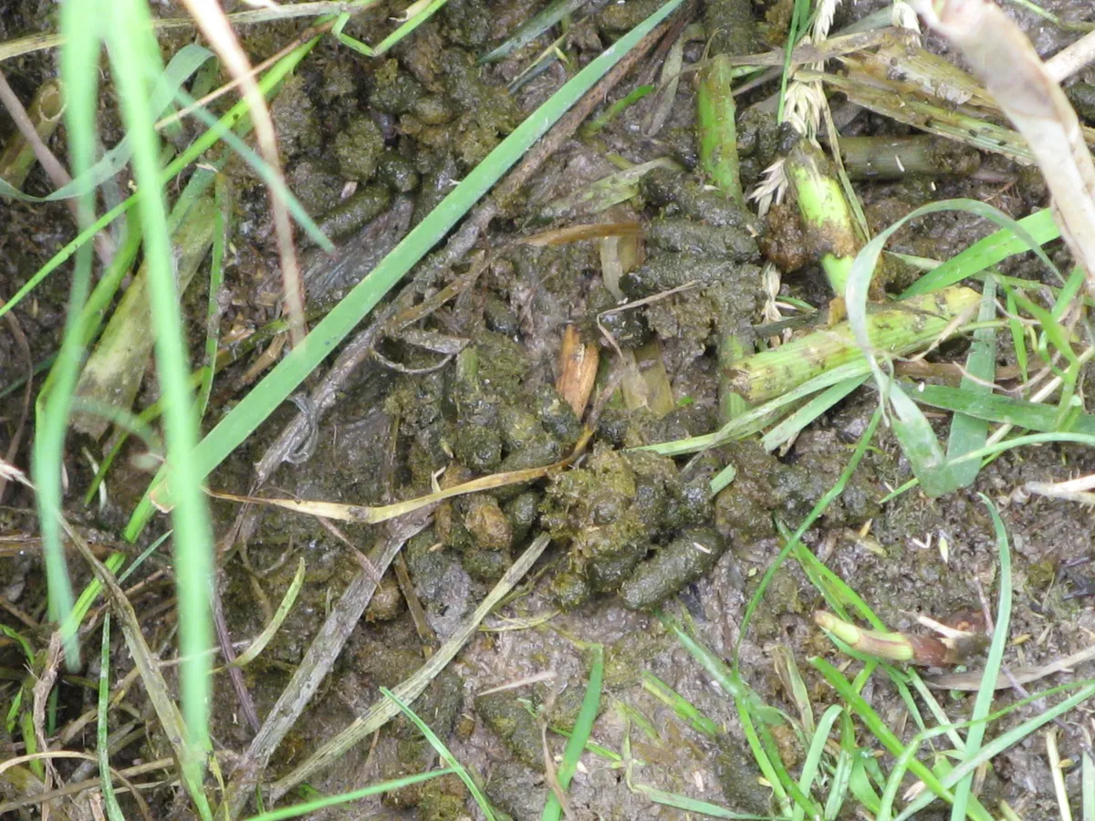 A collection of green-brown droppings amongst grass