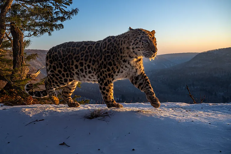 An Amur leopard walking on snow.
