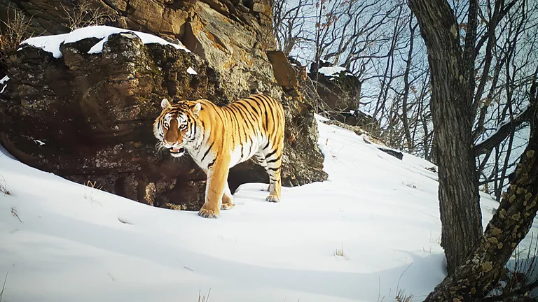 Amur tiger walking through a forest in the snow.