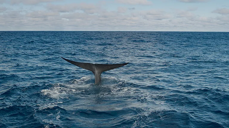 An Antarctic blue whale tail flukes 