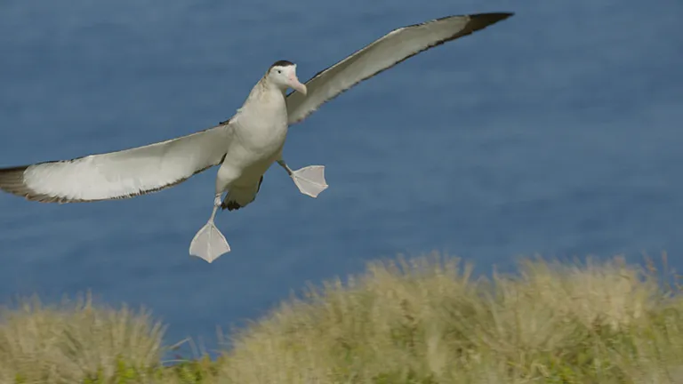 An Antipodean wandering albatross comes into land with its wings outstretched.