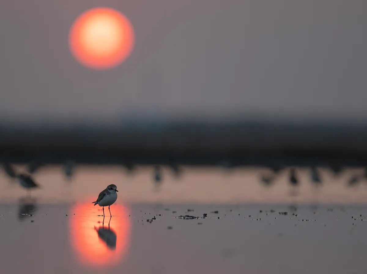 A plover standing in the reflection of the setting sun, surrounded by water.