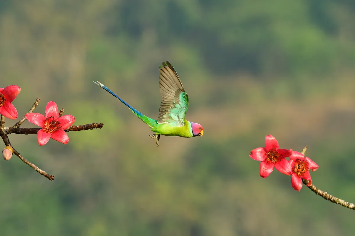 A colourful parakeet flying between two twigs with pink blossoms.