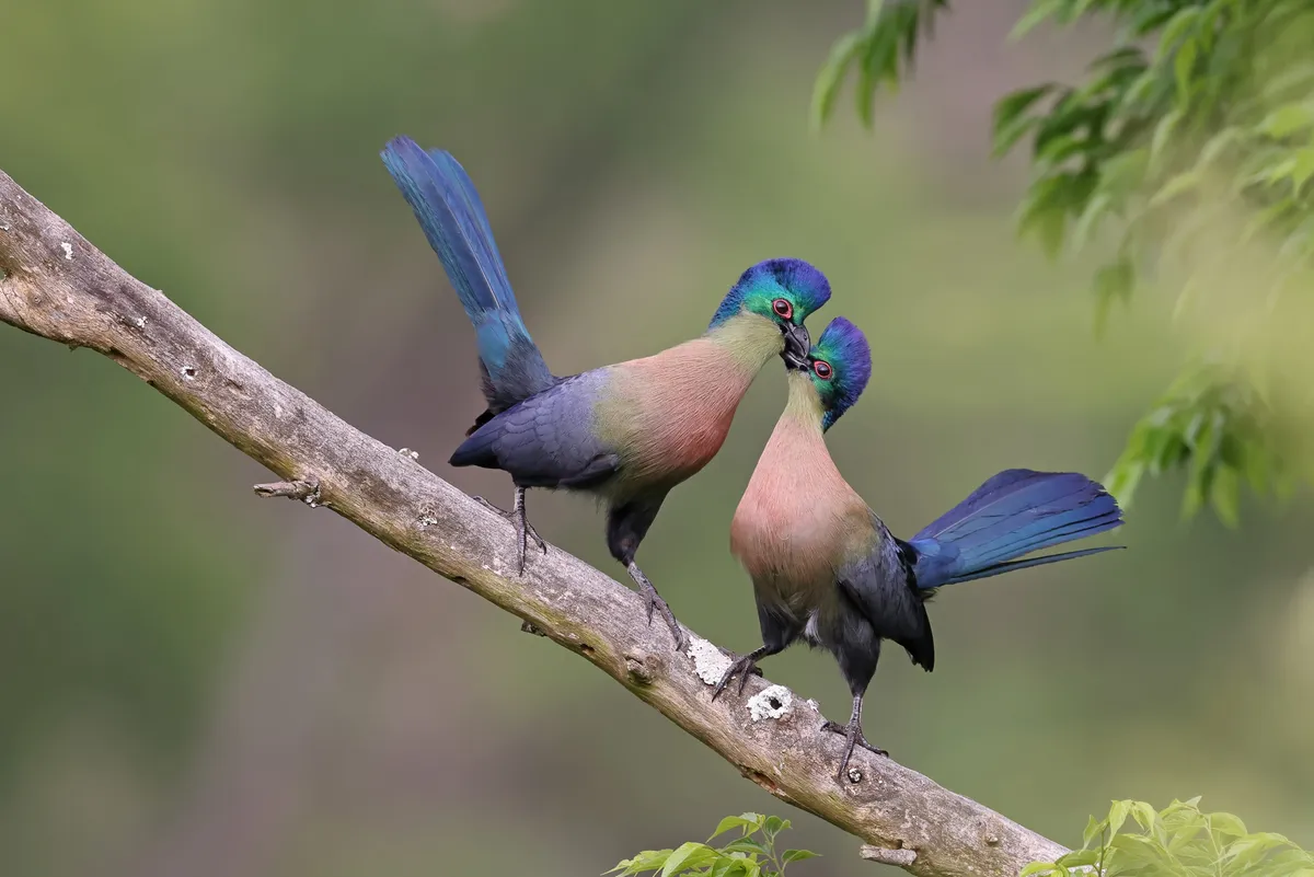 A pair ot colourful turacos perched on a branch, with their beaks together.